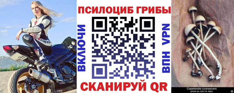ссылка на мегу зеркало  Верхняя Пышма  Галлюциногенные грибы мицелий 